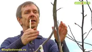 Соединяем два дерева в одно часть 4