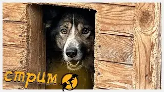 Вечерний стрим в приюте Хвостатое счастье от 28/10/2022