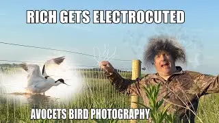 High Key Photography With The Wild Avocet Birds  | Rich and Gem Landscape & Wildlife Photography