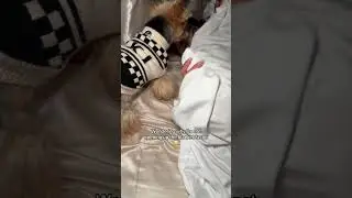 My favorite part of the night 🥹💤 #duckytheyorkie #yorkie #yorkiesoftiktok #yorkiemom #yorkies