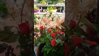 #Balkon #çiçek #yaşam fikirleri 🌻🌿