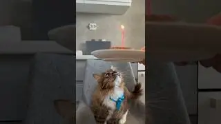 День Рождения Симбы🎉❤️ #shorts #shortvideo #cat #happybirthday #кошка #симба #деньрождения
