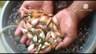Aquatic Tropish Farm : Harapan Persediaan Ikan di Kutai Timur, Kalimantan