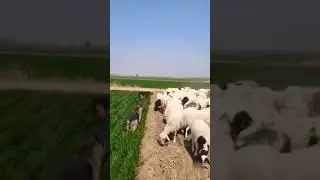 Chokidaar isko bolte he