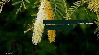 העץ הפולש – מאבק המדענים שמגיע עד אילת