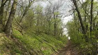 Природа, лес, 1 мая