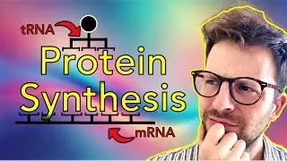 How Your Body Turns DNA into Protein