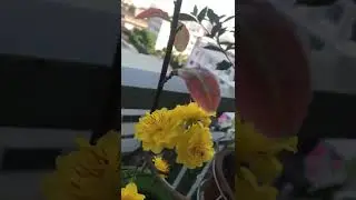 Cúc thọ hương cây giống