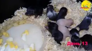 Хомячки детки Семечки 13 день