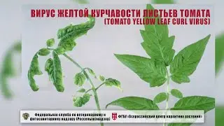 Вирус желтой курчавости листьев томата (Tomato yellow leaf curl virus)