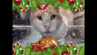 cat eating and looking at the camera christmas