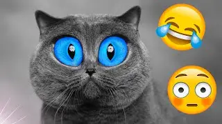 Super Funniest Animals 2023