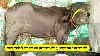 बच्चा जनने के बाद जब थन सुख जाए और दूध बहुत कम दे तो क्या करें #bhes dudh nahi de rahi he