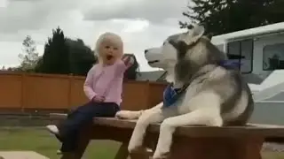 Dog thought it will be easy to win with toddlers in yelling