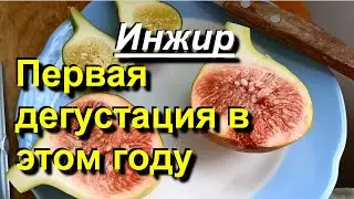 Figs. Tasting the first fruits of this season. 2022 08 07