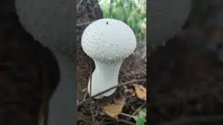 🤔что за гриб? 🤔🍄🍄🍄