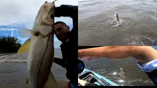 PESCA de PARGOS Y ROBALO EN los MANGLARES