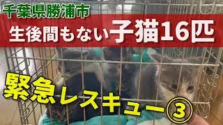[Kitten Rescue] Emergency Rescue of 16 Newborn Kittens③