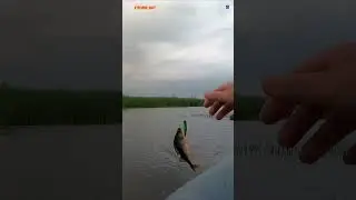 #shorts на Itumo Popsy протянул через камыши