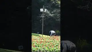 🌞とっとり花回廊🌞の🌻花の丘🌻の給水風景🌱