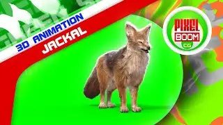 Green Screen Jackal 3D Animations - PixelBoomCG