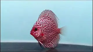 Discus apa ini???