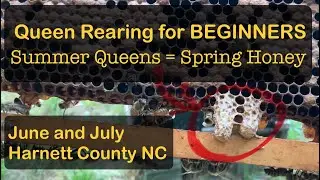Queen Rearing for Beginners | June and July | Harnett County, NC