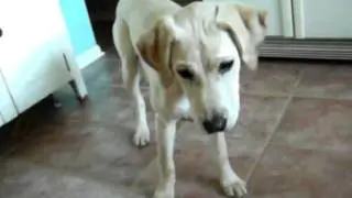 tricky puppy