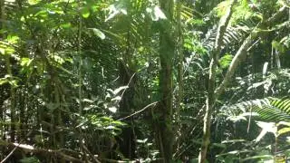 Snake Eats Frog in the Amazon Jungle