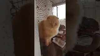 кот невероятной красоты!!!