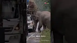 Diduga Kelaparan, Gajah Ini Begal Batang Tebu di Jalanan | Onext Short