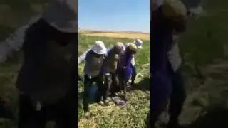 Kurtce halay muteşem