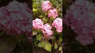 Гортензия крупнолистная Мисс Саори
