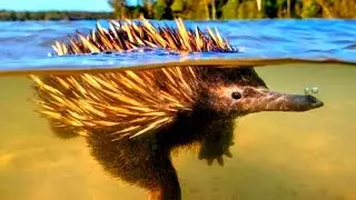 Equidnas o bicho mais estranho do mundo
