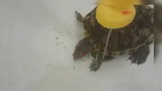 Красноухая Джози =)