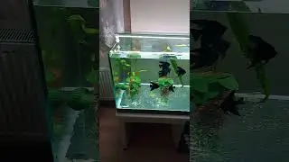 MELEK BALIKLARIMI CANLI BİTKİLİ BÜYÜK AKVARYUMA AKTARDIM 🌿🐠