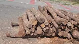 Shiitake Mushroom Farming: From Cultivation to Harvesting
