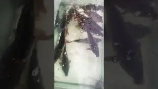 Live fish in running water #fishing #Nepal #purenepali #viralvideos #rahu