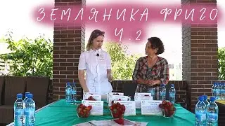 Земляника фриго I сорта, дегустация