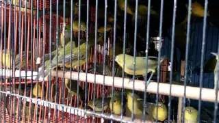 Song birds are sold illegally in wildlife markets