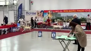CACIB Тюмень 19.09.2020