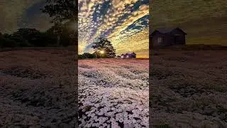 ромашковое поле