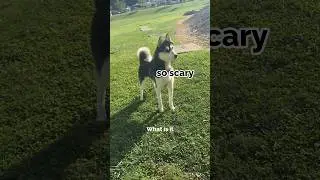 my dog barked for the first time!!!