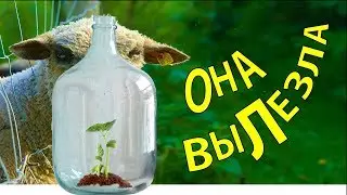 ЭКСПЕРИМЕНТ ЗАДАЛСЯ, НОВЫЙ ВЕЧНЫЙ ТЕРРАРИУМ 30 ДНЕЙ СПУСТЯ, ВСЁ ПОПЁРЛО!!!