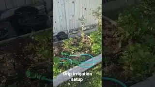 Our Drip irrigation setup #shorts