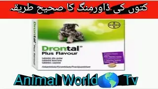 Dog Deworming Medicine Pakistani Bully Animal World TV