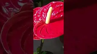 антуриум семейстао ароидные
