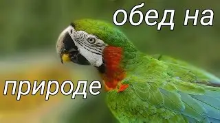 Эммануэль кушает черешню на природе )