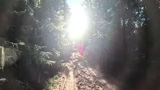 г. Тотьма лесная прогулка