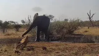 Bull elephant & Lesser Spotted Eagle -Africam Sighting - Cat-Eye Cam (October 9 2022)
